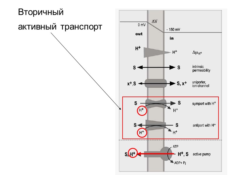 Вторичный  активный транспорт